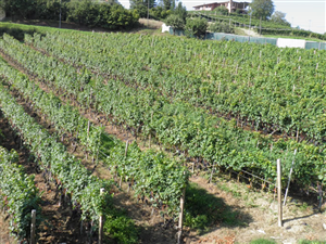 Azienda Agricola Monchiero