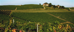 Cantina Bongiovanni
