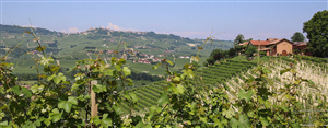 Tenuta Montanello