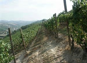 Azienda Agricola Villero di...